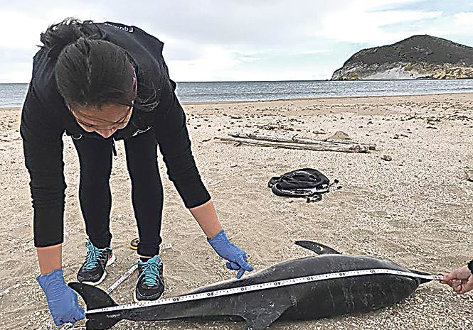 Click to enlarge SAD SIGHT: One of the dolphins to become stranded last month.