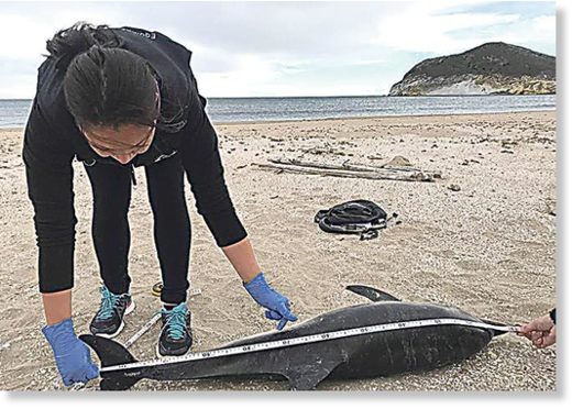 SAD SIGHT: One of the dolphins to become stranded last month.