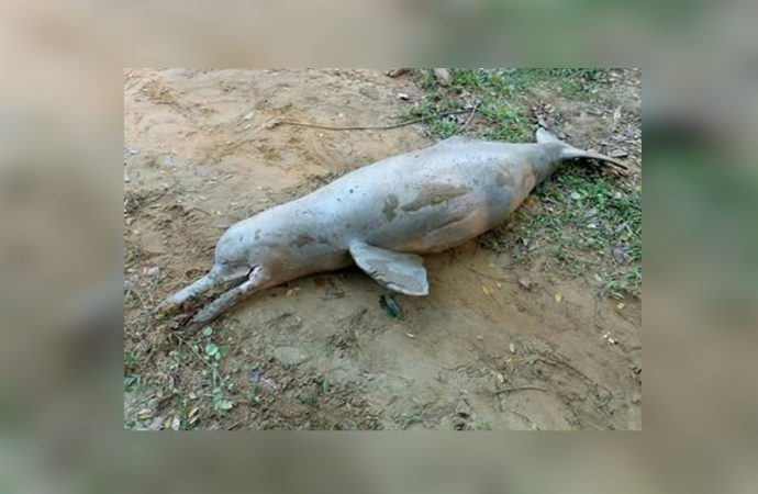 Click to enlarge The river dolphin population in Bangladesh is dwindling