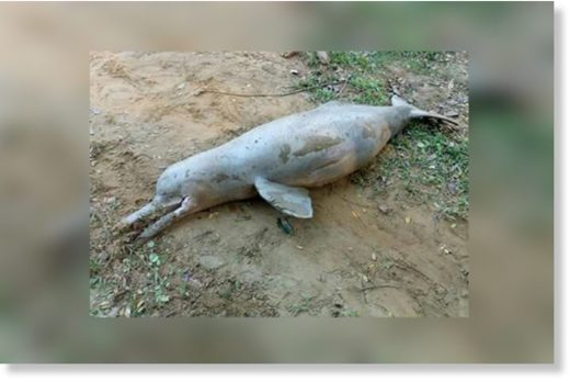 The river dolphin population in Bangladesh is dwindling