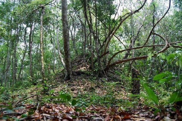 Click to enlarge dense jungle