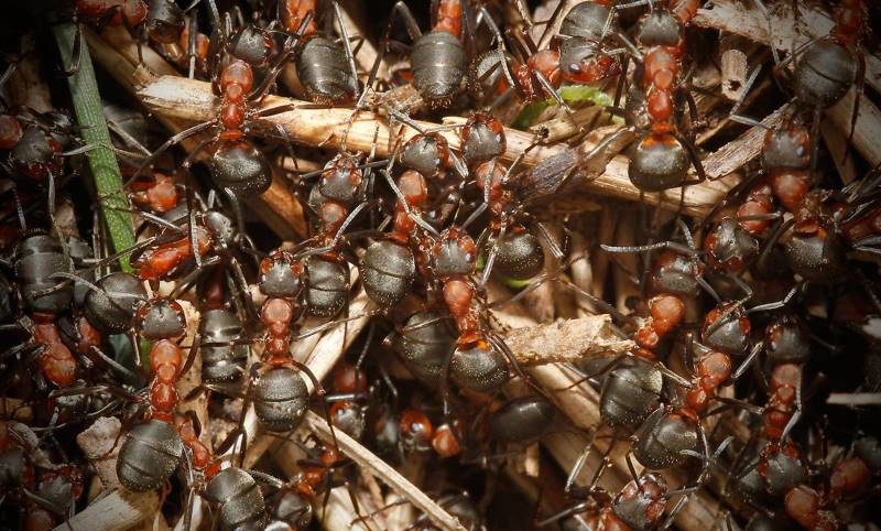 ant colony