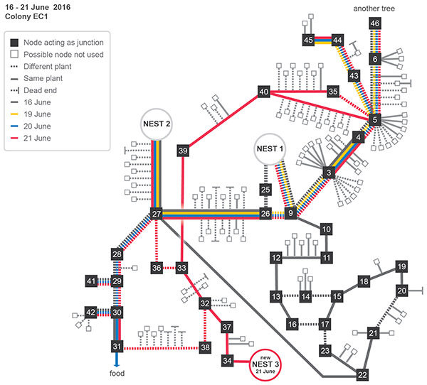 Click to enlarge ant trail study