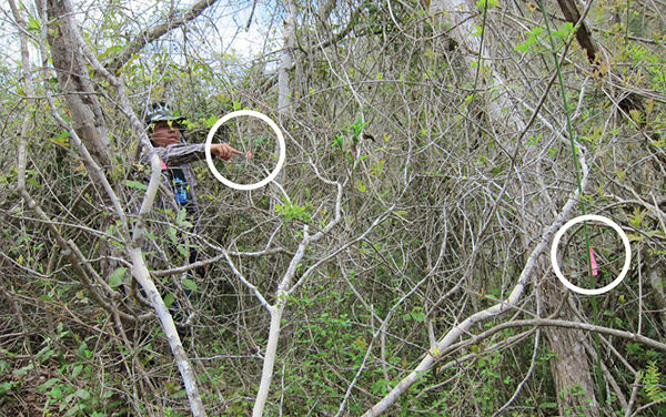 Click to enlarge turtle ant nests