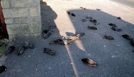 Click to enlarge Hundreds of starlings fall from the sky in Rome