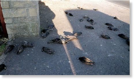 Hundreds of starlings fall from the sky in Rome