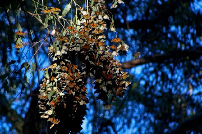 Click to enlarge Goleta Butterfly Grove