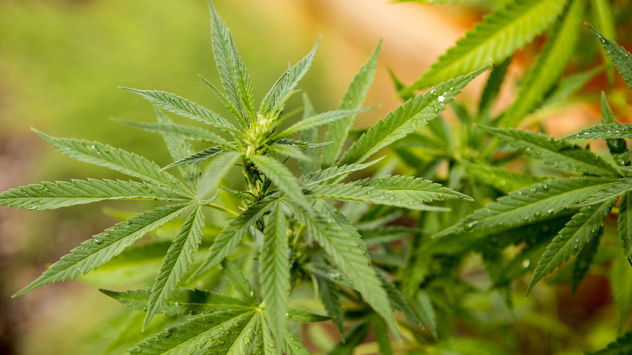 Click to enlarge Cannabis
