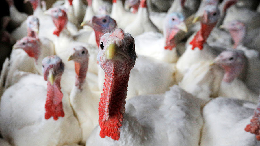 Poultry