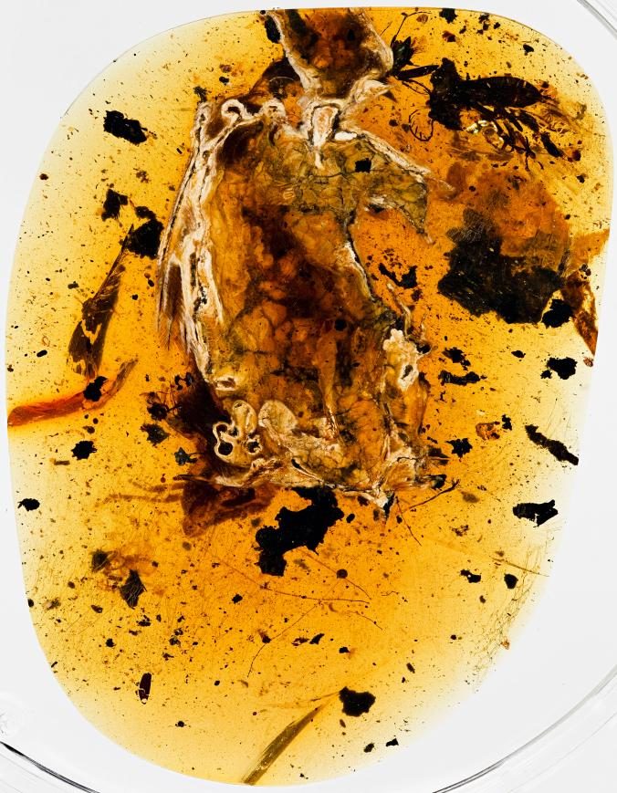 amber bird myanmar