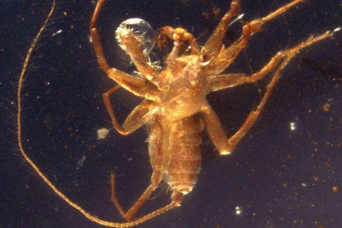 Ancient arachnid trapped in amber a missing link in spider evolution