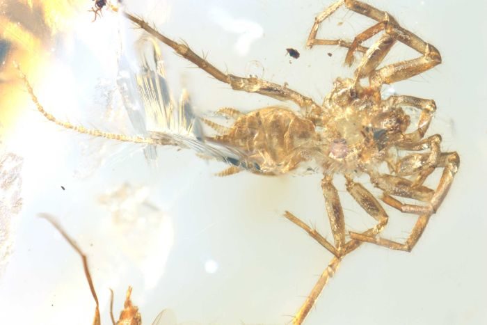 Click to enlarge The long whip-like tail may have been used like an antennae.