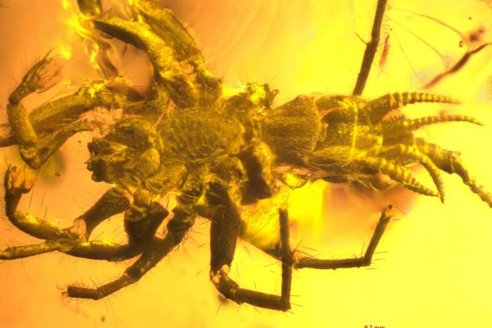 Click to enlarge A close-up shows the fossil had four spinnerets on its abdomen like some primitive spiders today.