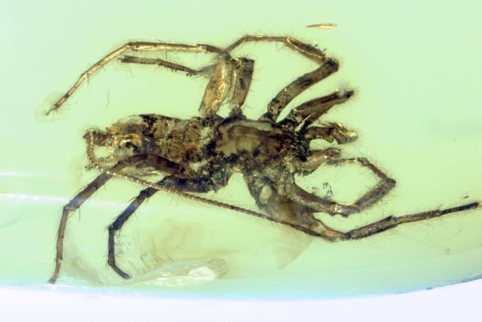 Click to enlarge Is it an ancient arachnid or an early modern spider?