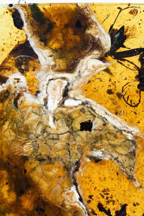 Click to enlarge A closeup shows the bird's head and chest cavity with exposed bones and soft tissues.
