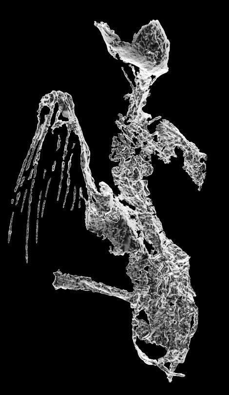 This CT reconstruction shows the bird's skeleton and the shafts of the wing feathers seen from the front, with the skull pointing upward.