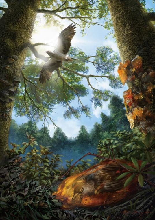 An illustration shows the young Cretaceous bird trapped in tree resin, which would eventually fossilize into amber.