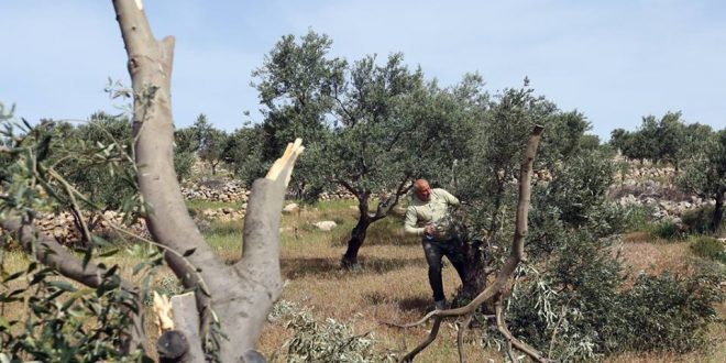olive trees cut down uprooted Palestine