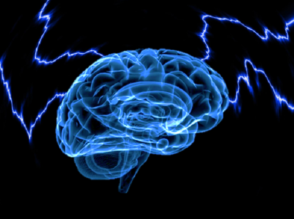 brain
