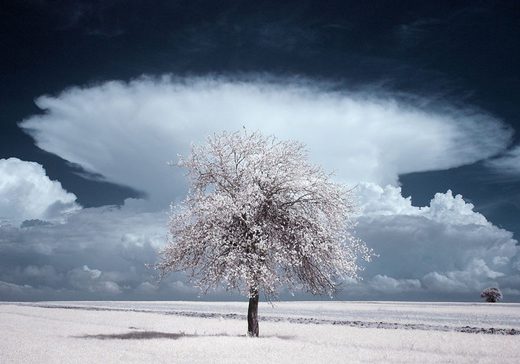 Click to enlarge the-majestic-beauty-of-trees-captured-in-infrared-photography