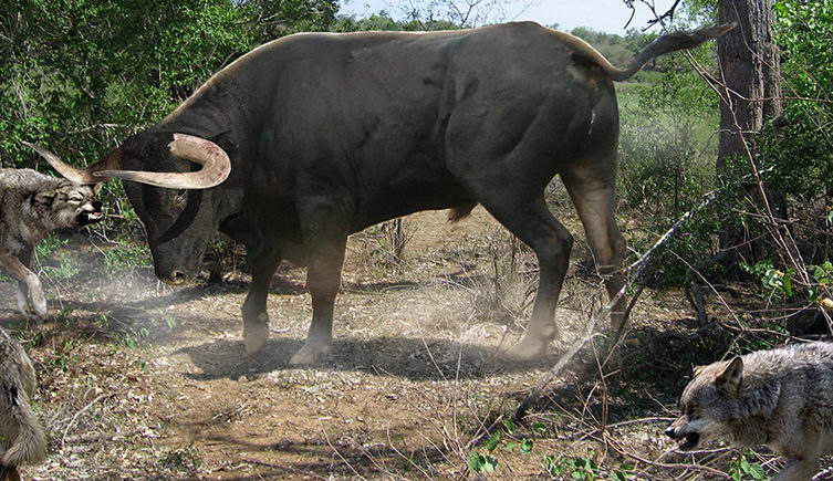 auroch