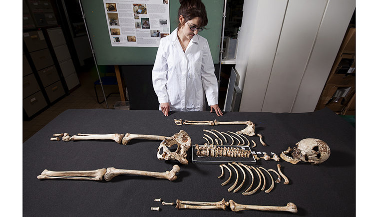 fossil skeleton cheddar man