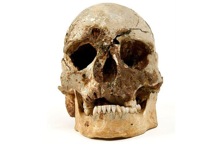 The skull of Cheddar Man, the oldest complete skeleton of a human found in Britain