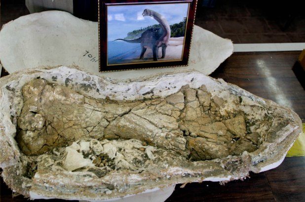 A humerus or arm bone and a drawing of a Cretaceous period dinosaur displayed in a lab at Mansoura university, in Egypt.