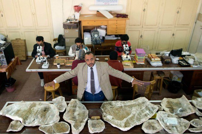 Click to enlarge Modal TriggerPaleontologist and vice president of Mansoura university's vertebrate paleontology division, Sanaa Al-Sayed, works on renovating the plant-eating Cretaceous Period dinosaur remains.Reuters