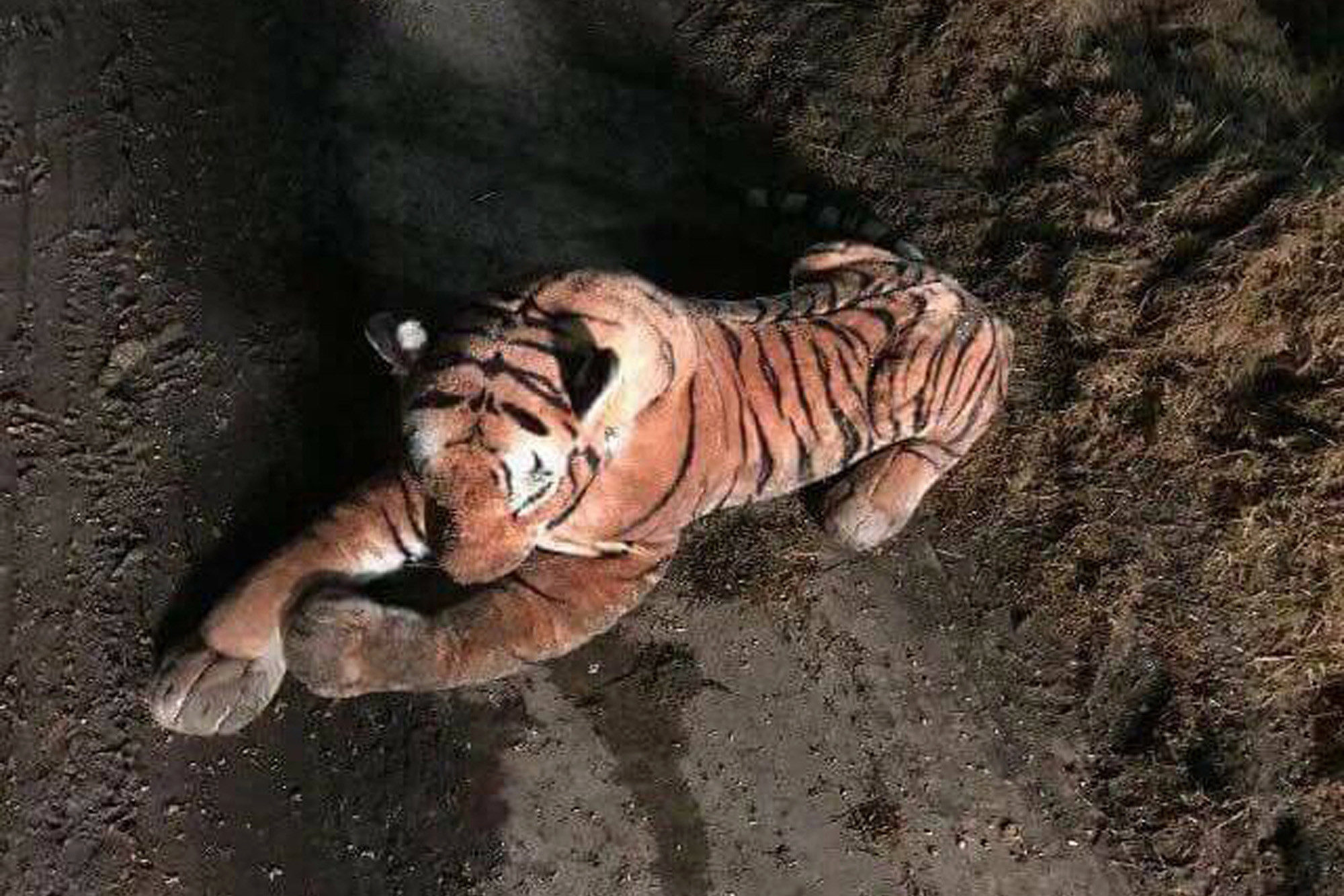 stuffed tiger