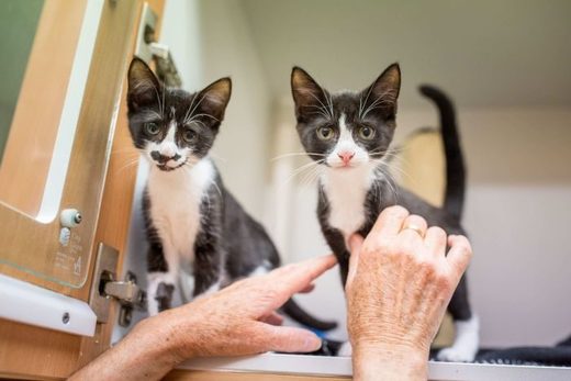 Click to enlarge Unvaccinated young cats and kittens are most at risk of contracting the disease.
