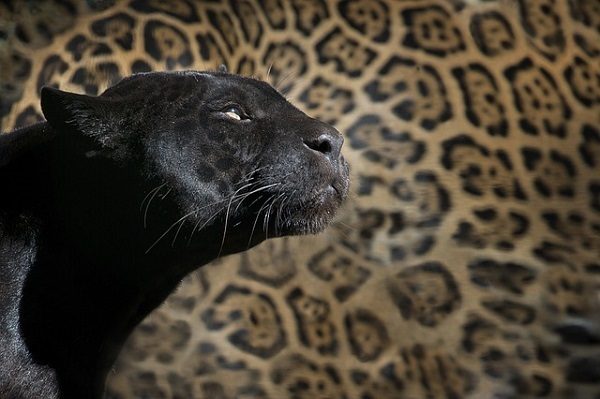 Big cat