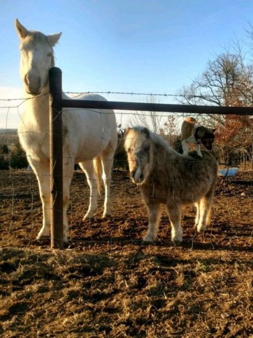 Click to enlarge dog rides pony