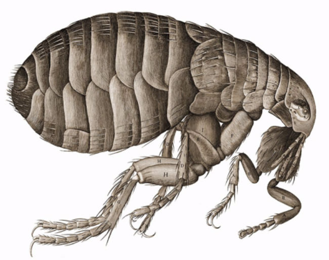 plague carrying flea