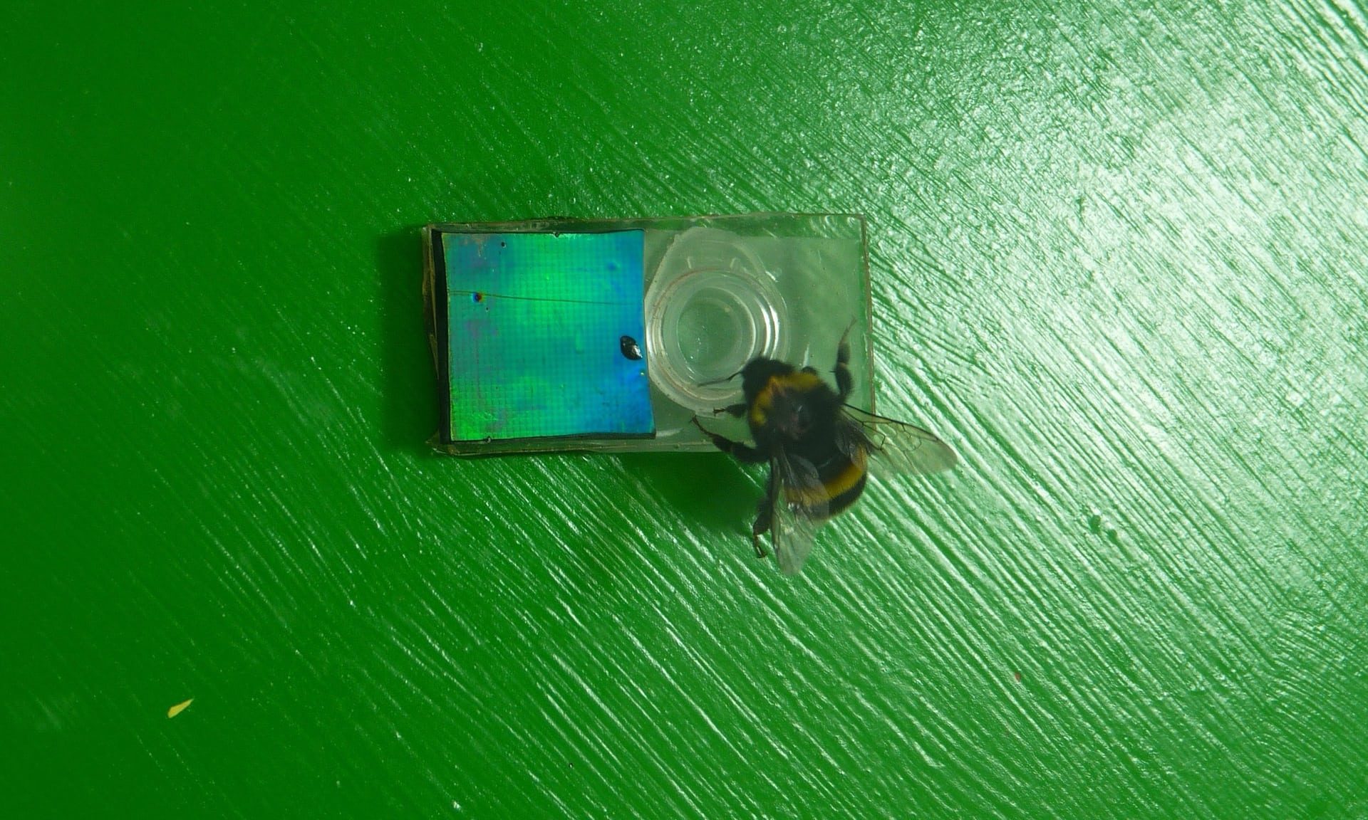 bee flower research light