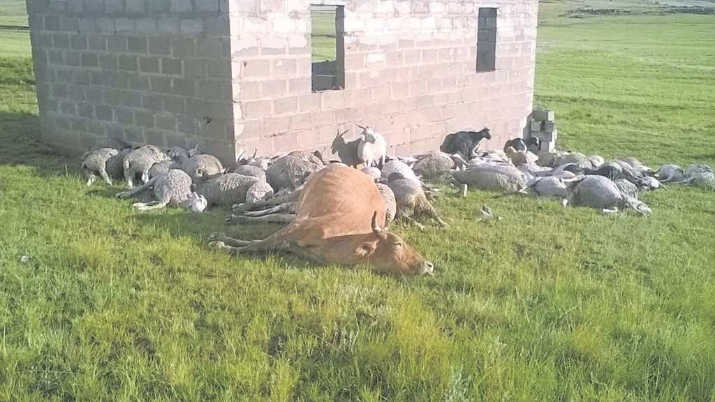 The livestock killed by lightning in Matatiele