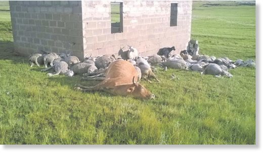 The livestock killed by lightning in Matatiele