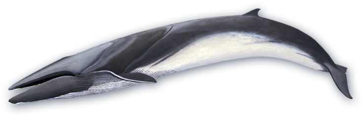 fin whalw