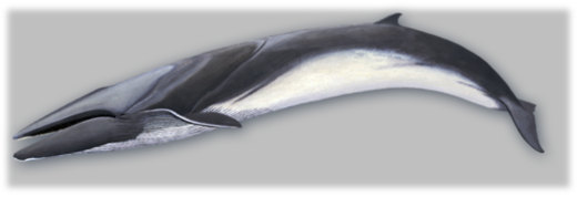 fin whalw