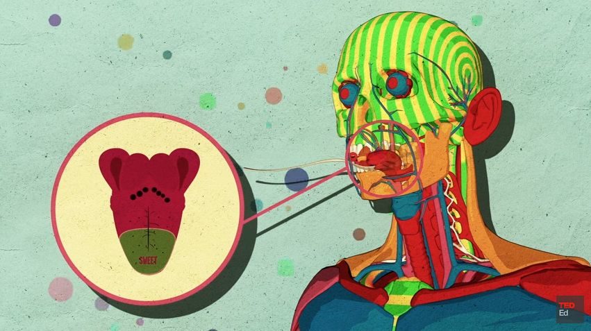 sugar human body receptors