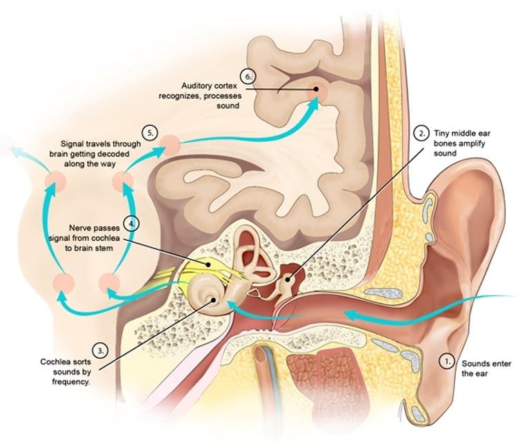 Click to enlarge inner ear