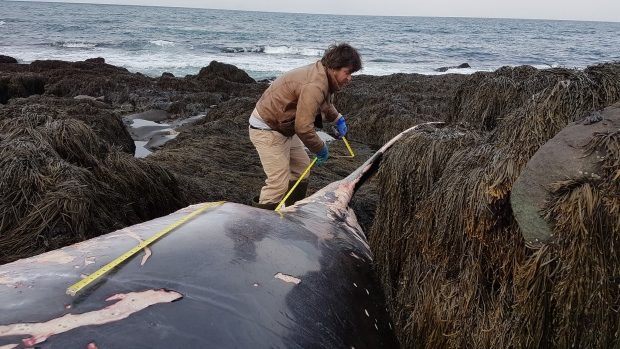 Jess Tudor measures the minke whale near Tiverton on Long Island, N.S. Its length suggests it was likely an adult.