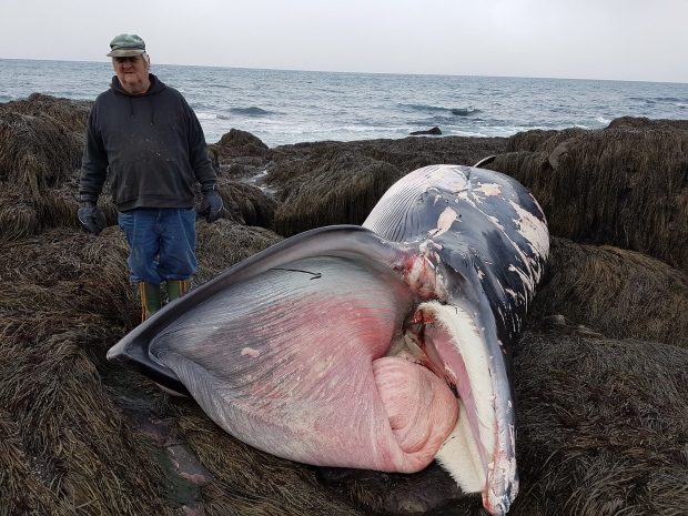 Douglas Cann spotted the whale while out looking for buoys. He led the Tudors to it to find out whether it was alive, and to take measurements