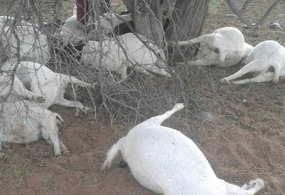Seventeen goats were killed on Thursday by lightning on farm Regina near Helmeringhausen in the Karas region.