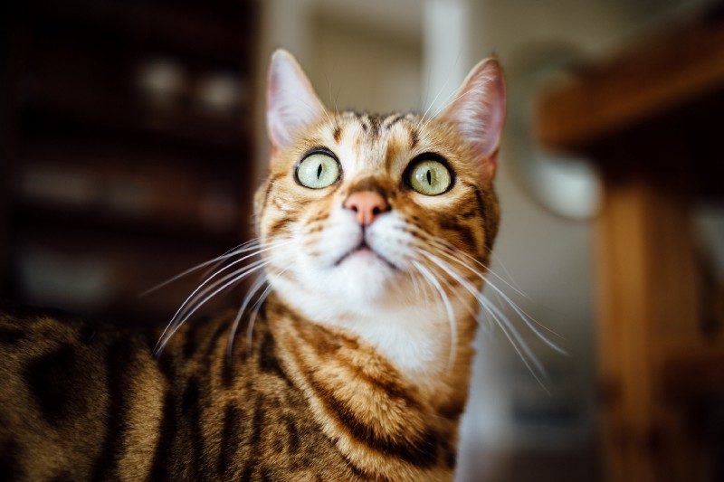 cat feline pet