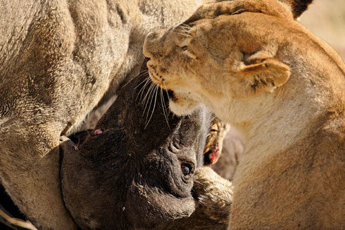 Click to enlarge buffalo getting eaten