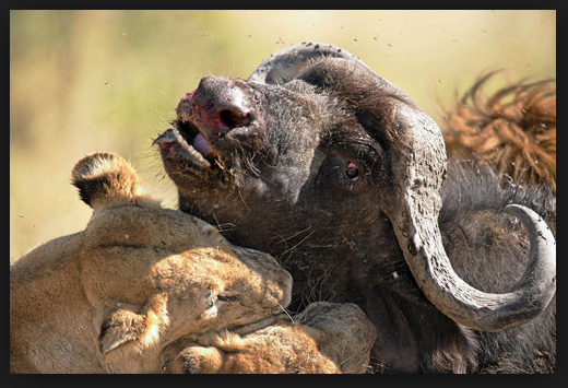 buffalo