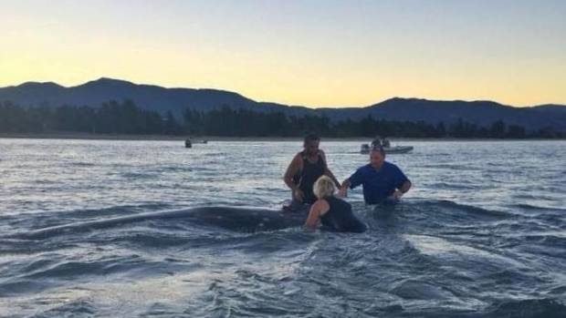 Members of the public helped to refloat a Cuvier's beaked whale that beached on Jackett Island.