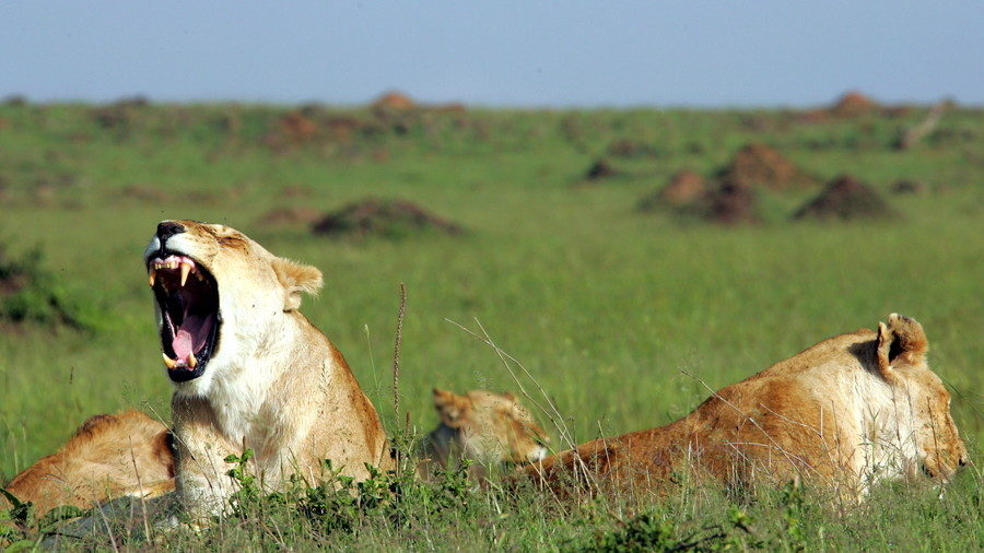 lion