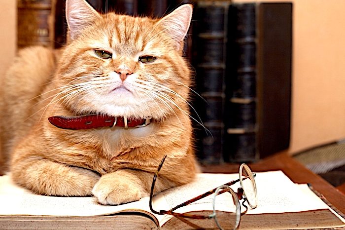 orange cat book